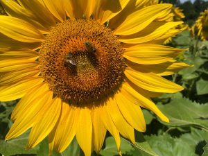 Miel de tournesol – Image 3