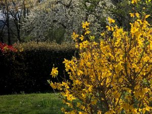 Miel de printemps – Image 3